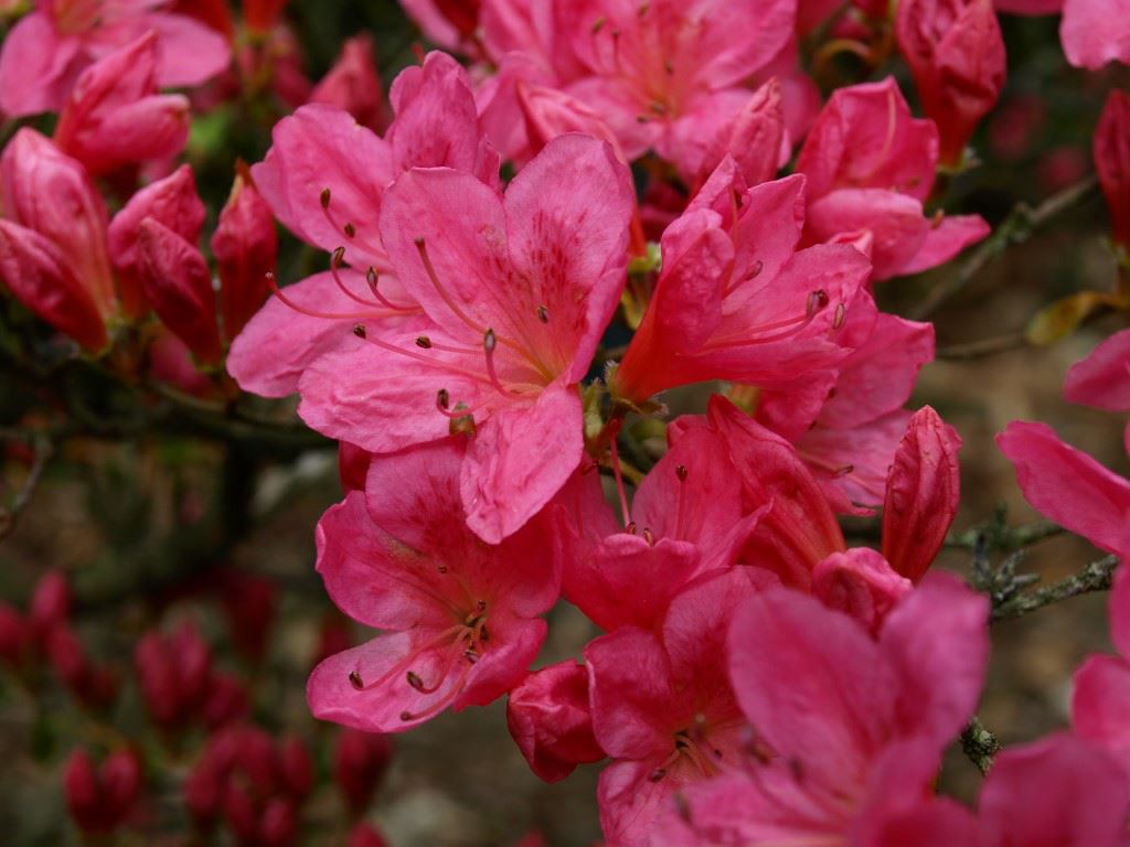 Rhododendron 'Pink Treasure'