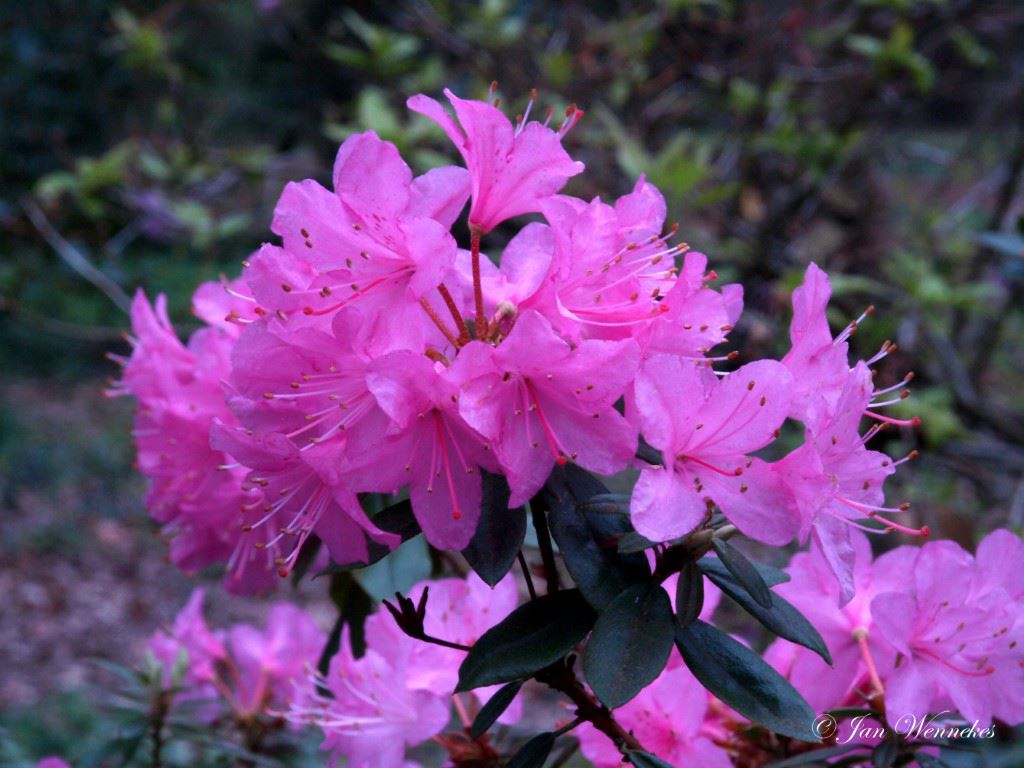 Rhododendron 'Pintail'