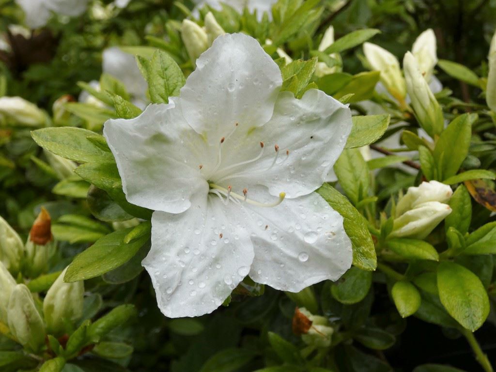 Rhododendron (Japanese Azalea Group) 'Pleasant White' - Japanse azalea