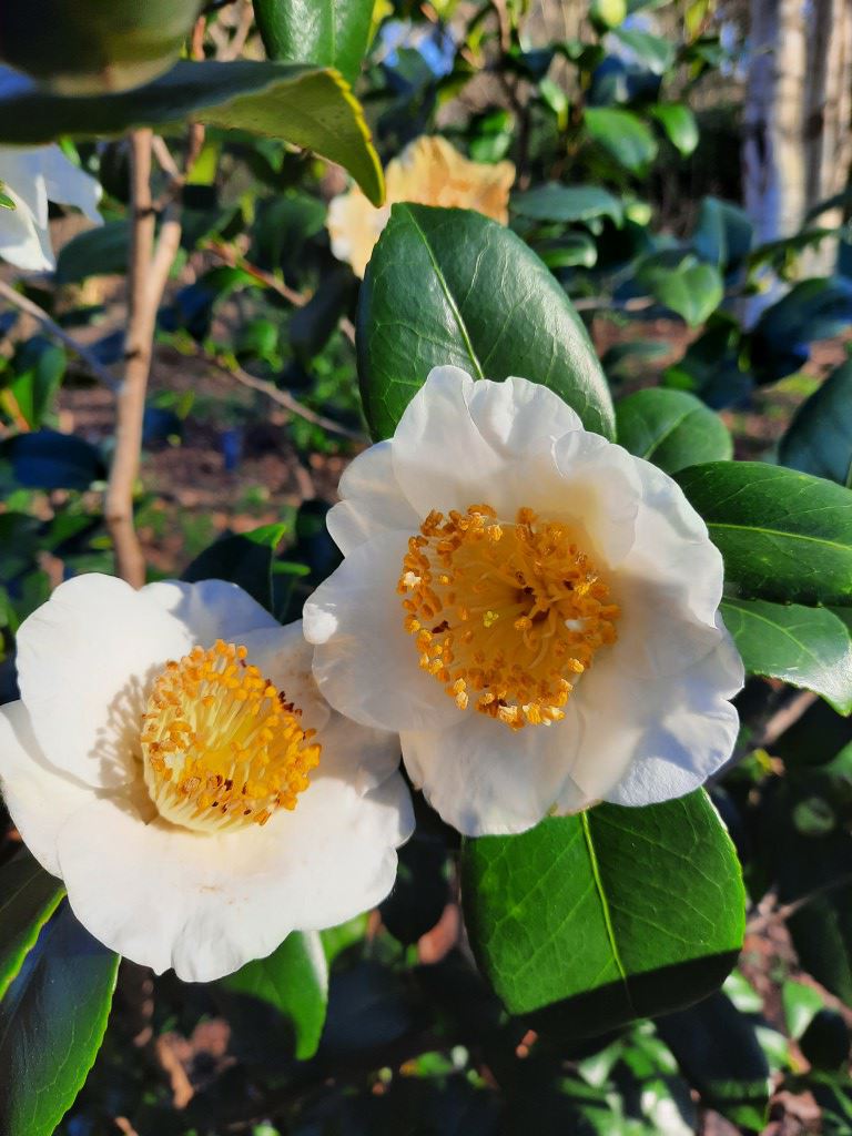Camellia japonica 'Alba Simplex' - Japanse roos