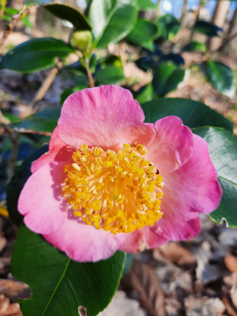 Camellia 'Miyako-no-haru' - Camellia
