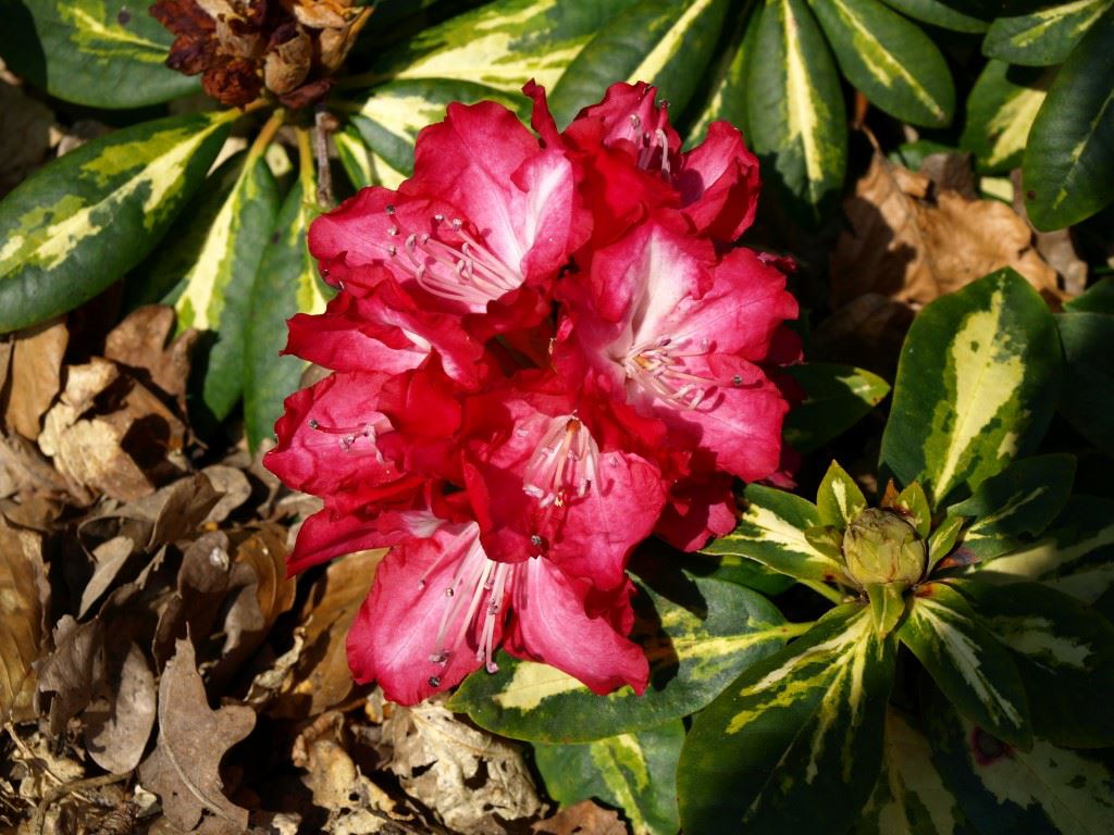 Rhododendron 'President Roosevelt' - Rhododendron
