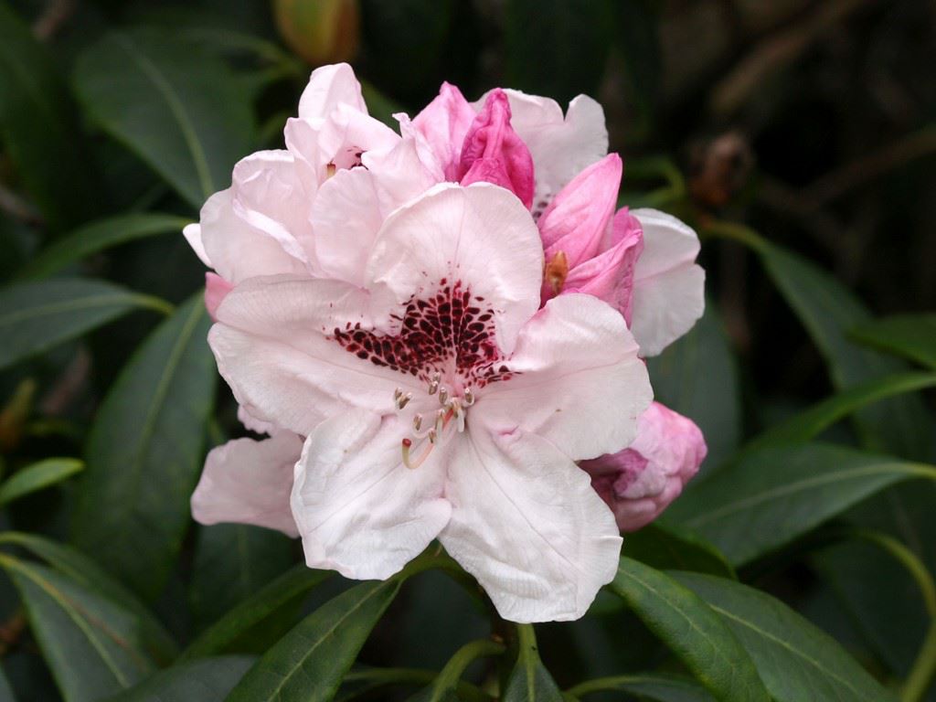 Rhododendron 'Priska' - Rhododendron