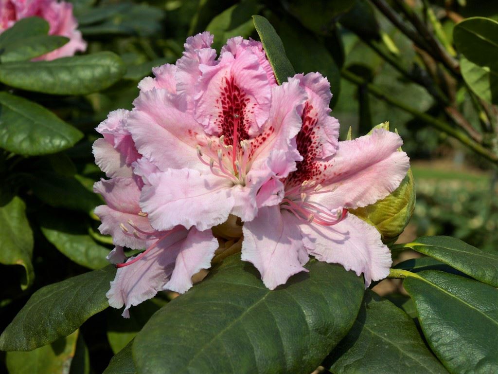 Rhododendron (Caucasicum Group) 'Progrès' - Rhododendron