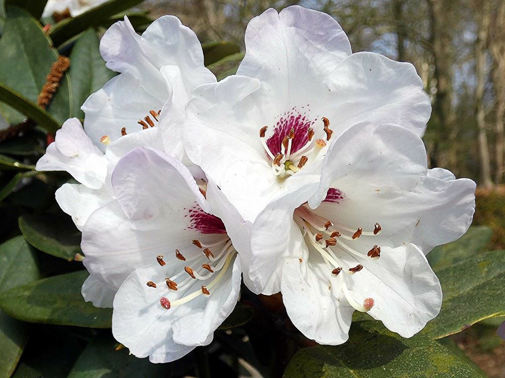 Rhododendron pseudochrysanthum - Rododendron