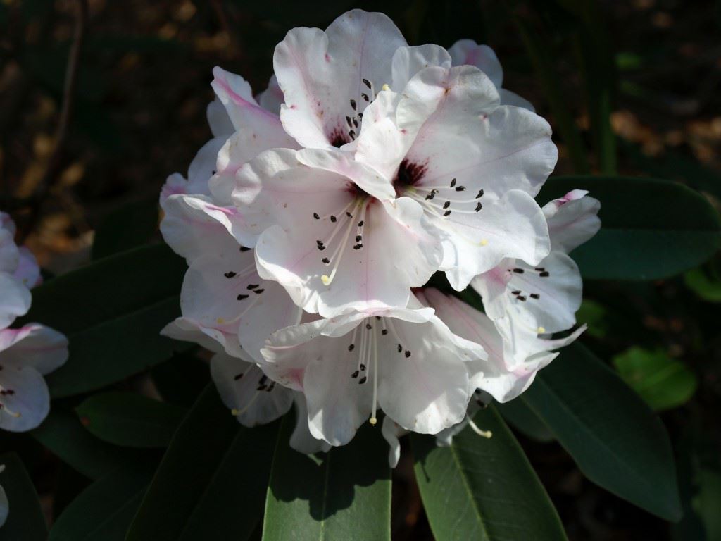 Rhododendron purdomii
