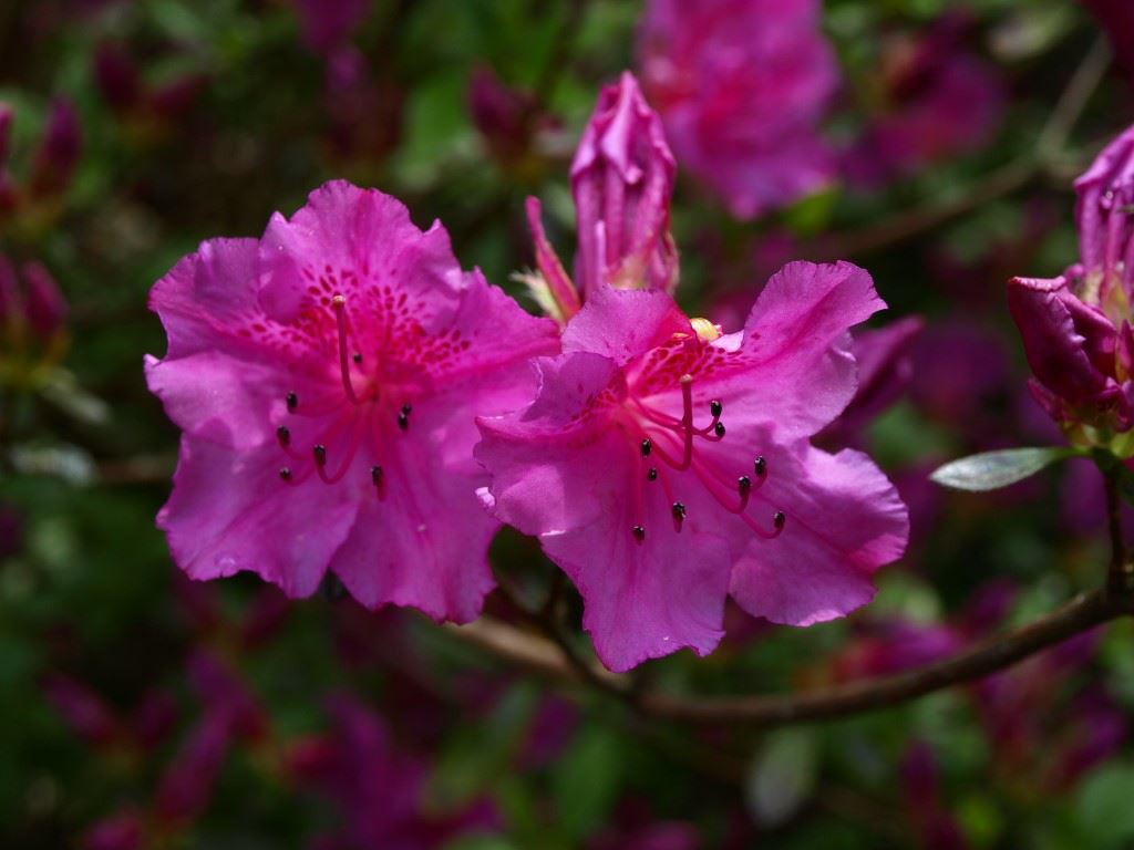 Rhododendron (Tsutsusi Group) 'Purple Splendor'