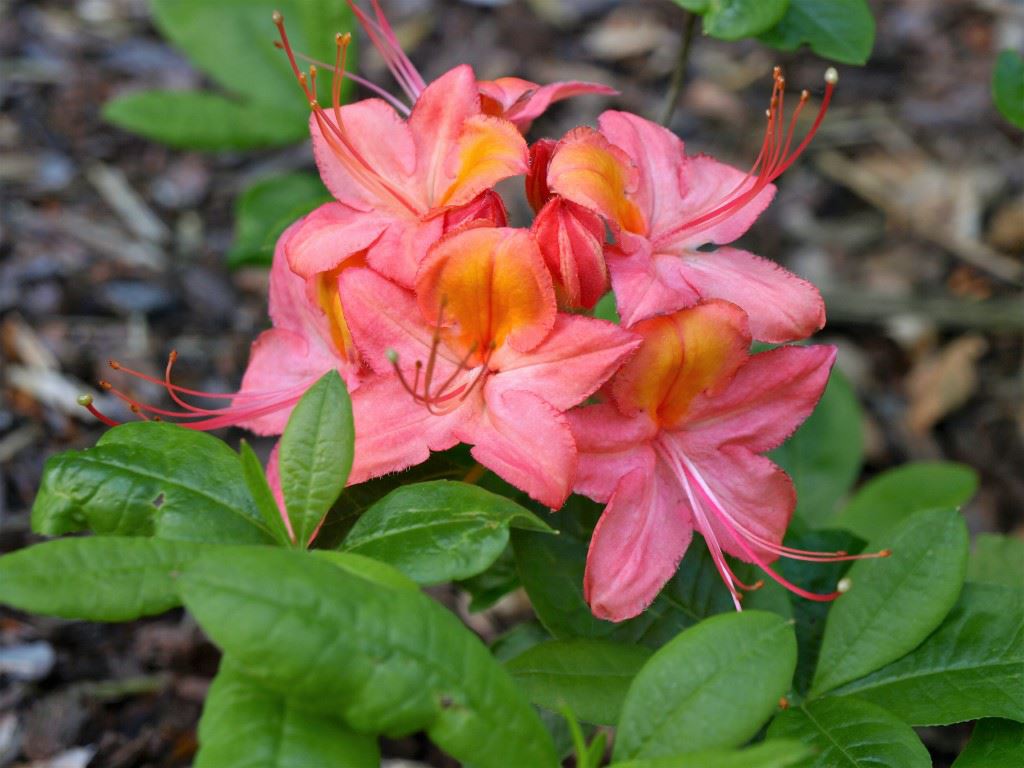 Rhododendron (Ghent Azalea Group) 'Queen of England' - Azalea