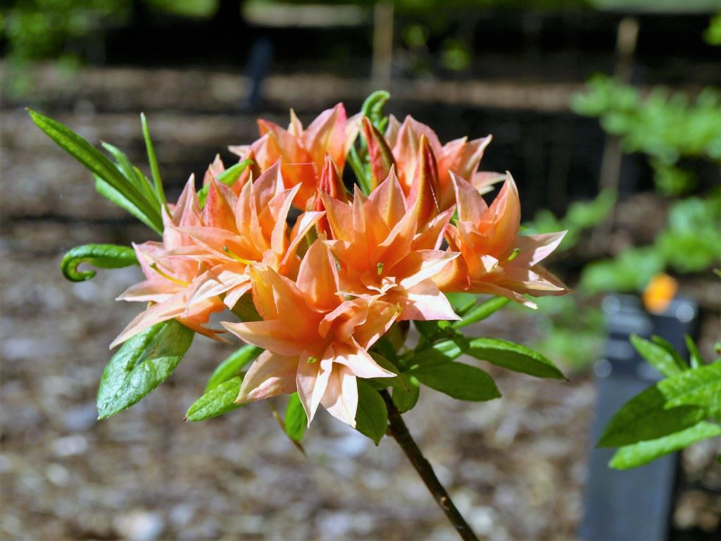 Rhododendron (Rustica Azalea Group) 'Racine' - Azalea