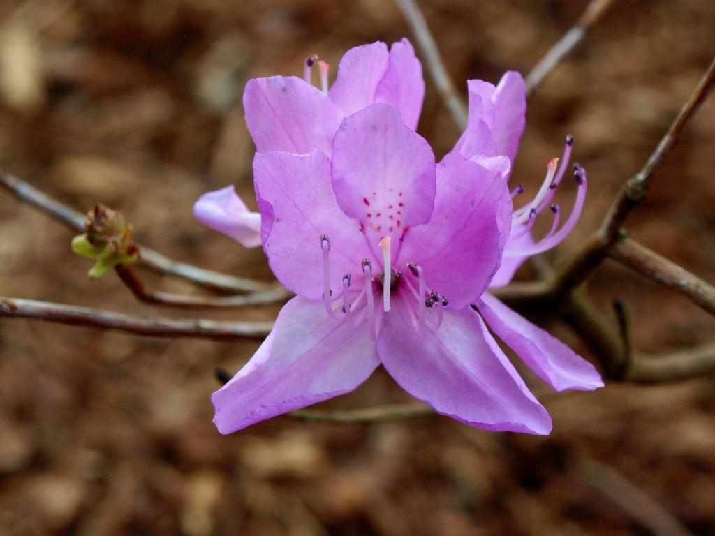 Rhododendron reticulatum - Japanse azalea