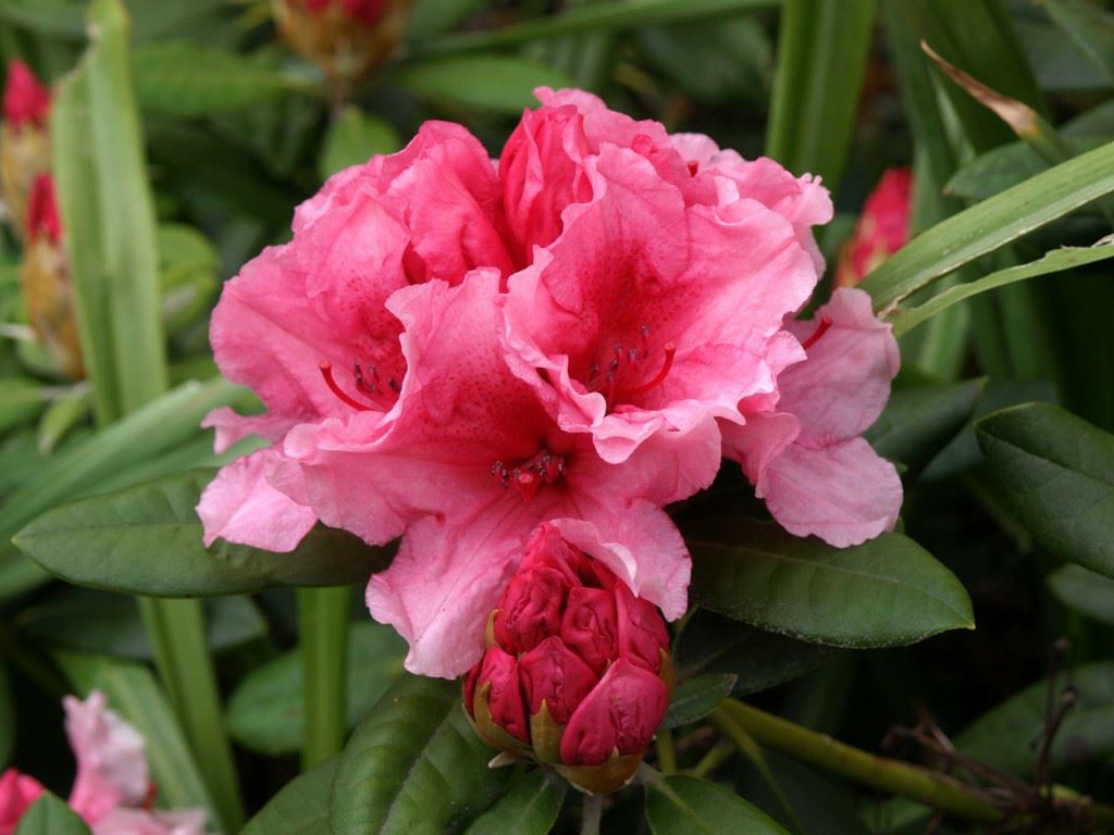 Rhododendron 'Hydon Dawn' - Rhododendron