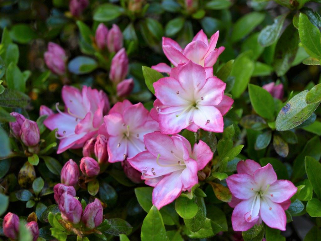 Rhododendron (Japanese Azalea Group) 'Roehr's Peggy Ann' - Japanse azalea