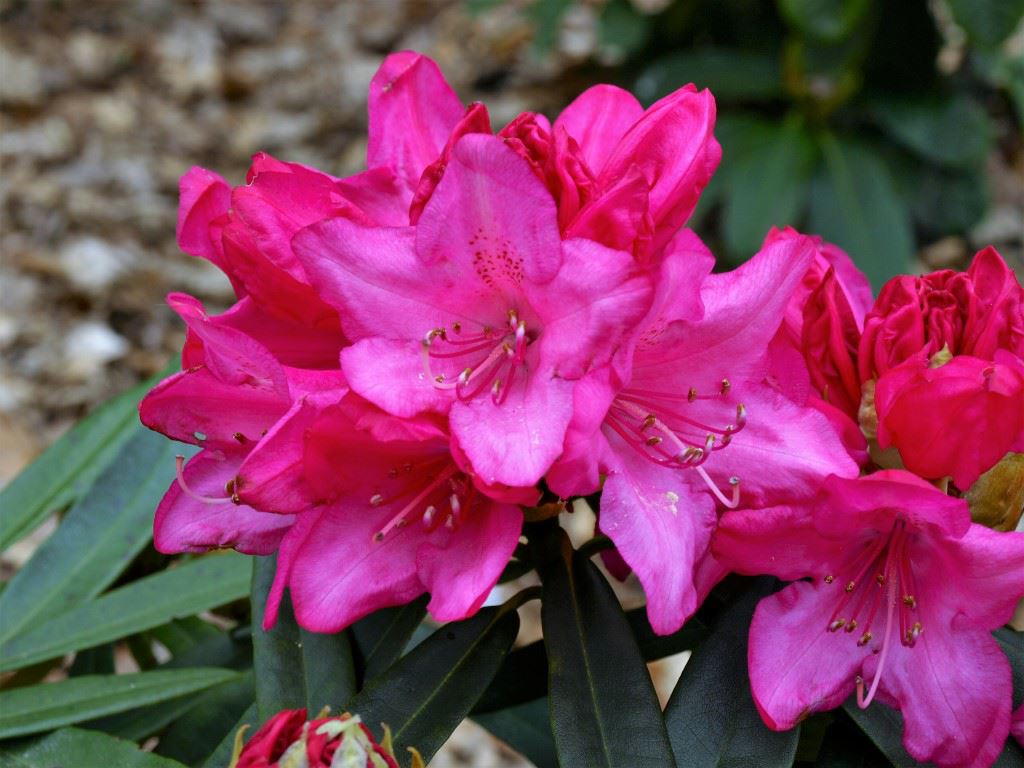 Rhododendron 'Rosa Perle' - Rhododendron