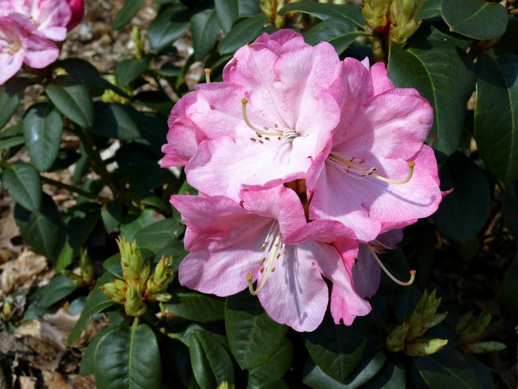 Rhododendron (Williamsianum Group) 'Rose Point'