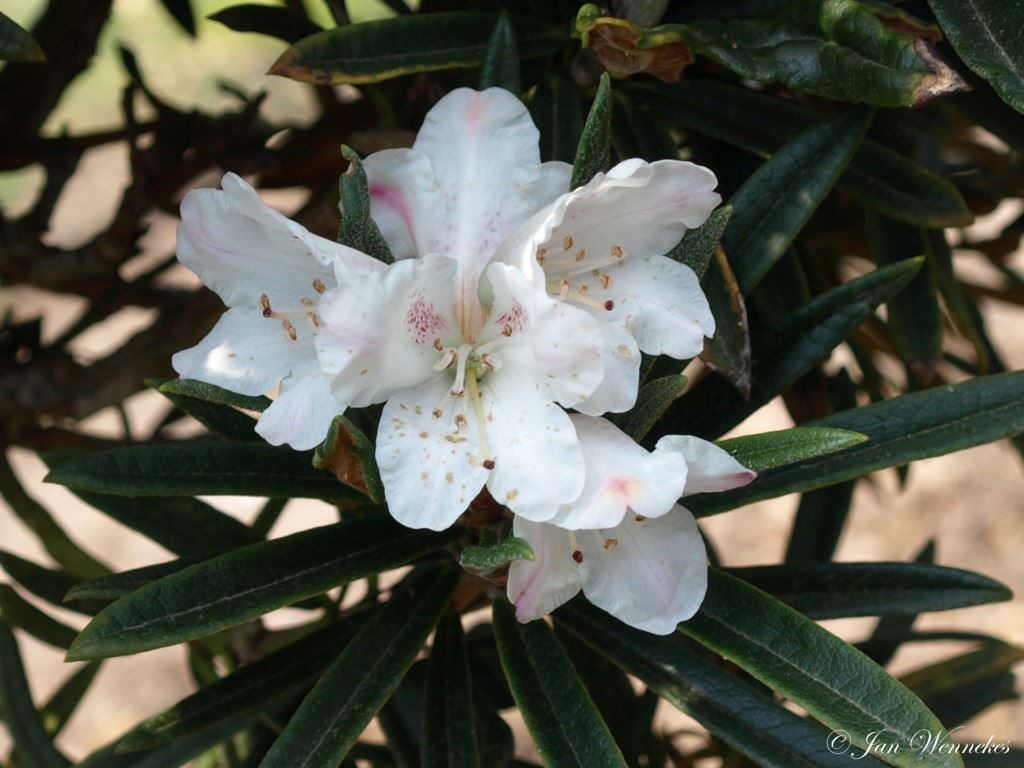 Rhododendron roxieanum var. oreonastes