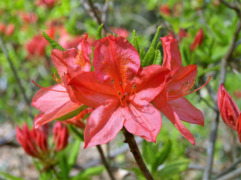 Rhododendron (Mollis Azalea Group) 'Samuel Taylor Coleridge' - Azalea