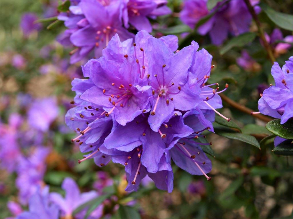 Rhododendron (Lapponicum Group) 'Sapphire' - Rododendron