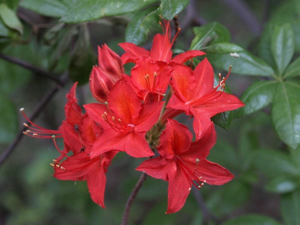 Rhododendron (Knaphill-Exbury Azalea Group) 'Satan' - Azalea