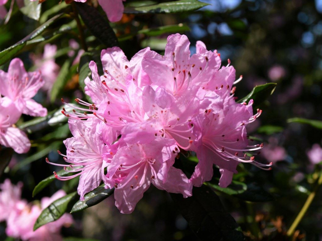 Rhododendron scabrifolium