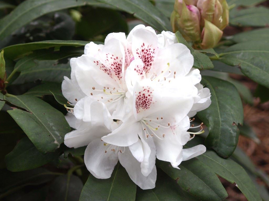 Rhododendron 'Schneebukett' - Rhododendron