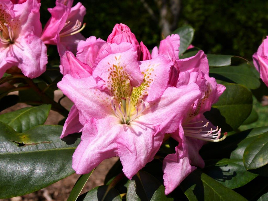 Rhododendron 'Scintillation' - Rhododendron