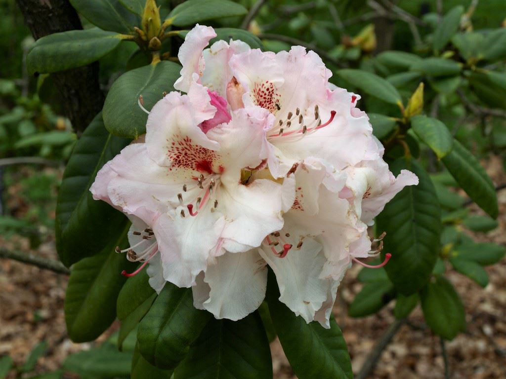 Rhododendron 'Simona'
