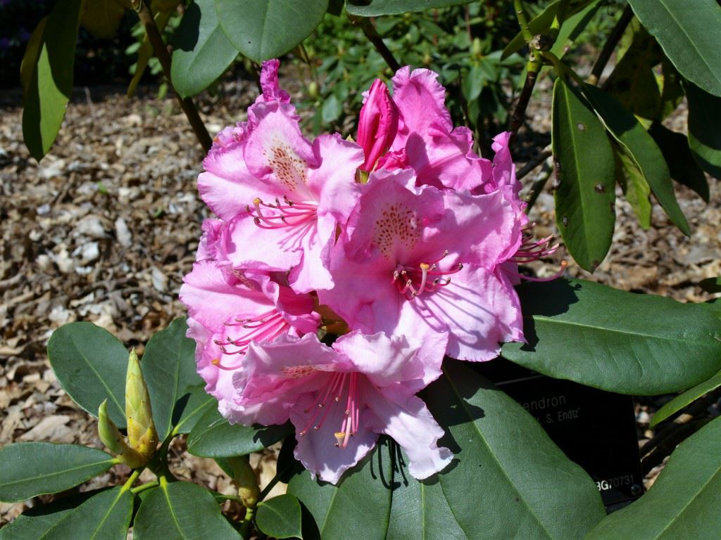 Rhododendron (Fortunei Group) 'Souvenir de Dr S. Endtz'