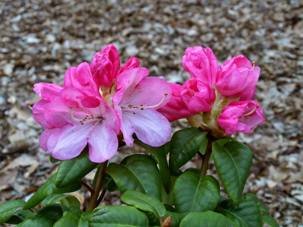 Rhododendron 'Stadt Essen'
