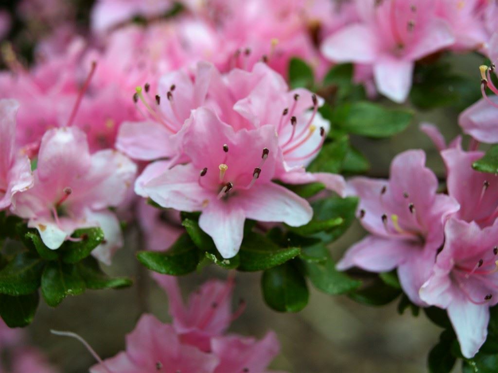 Rhododendron (Tsutsusi Group) 'Suetsumu' - Rhododendron