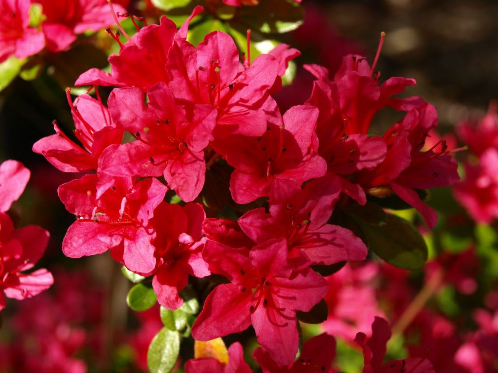 Rhododendron (Japanese Azalea Group) 'Toreador' - Japanse azalea
