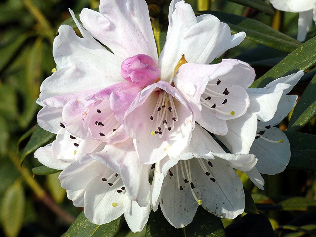Rhododendron traillianum var. dictyotum