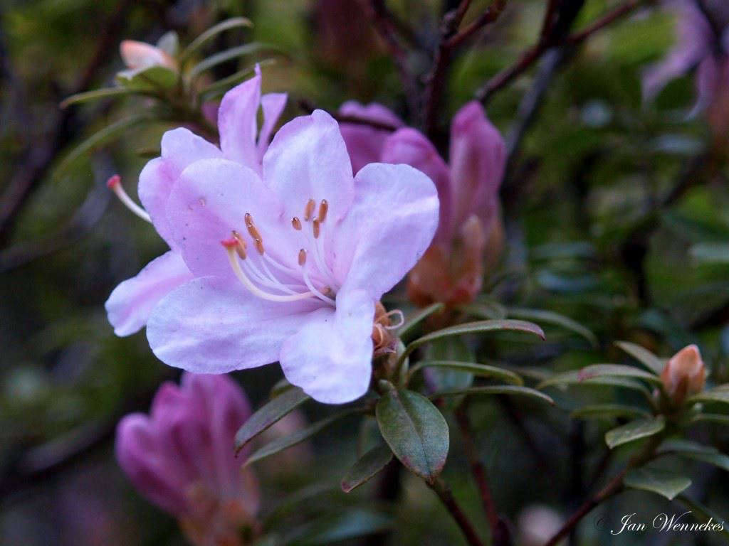 Rhododendron uniflorum var. uniflora