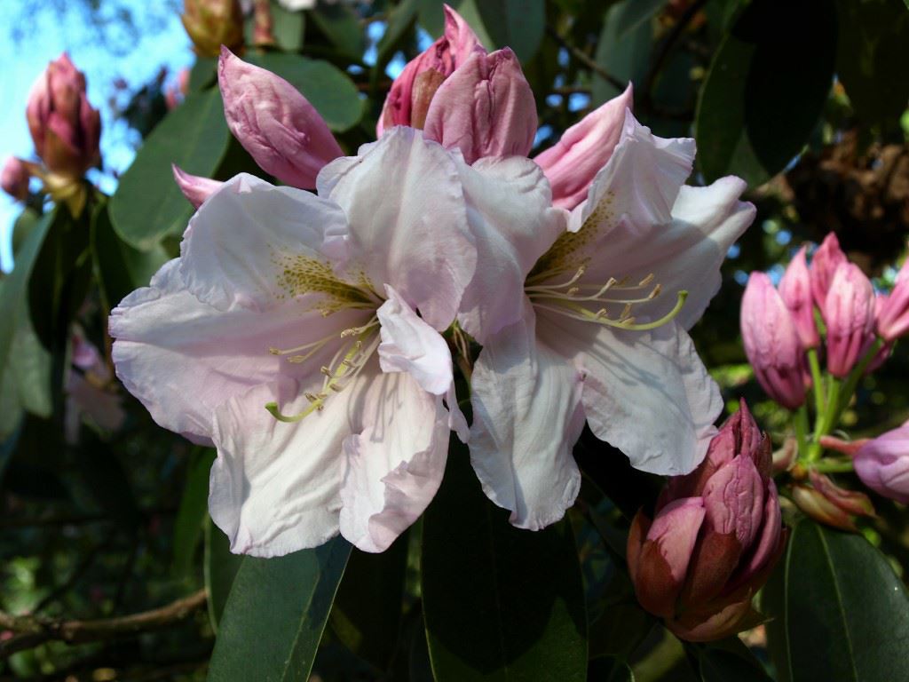 Rhododendron 'Van Nes Sensation'