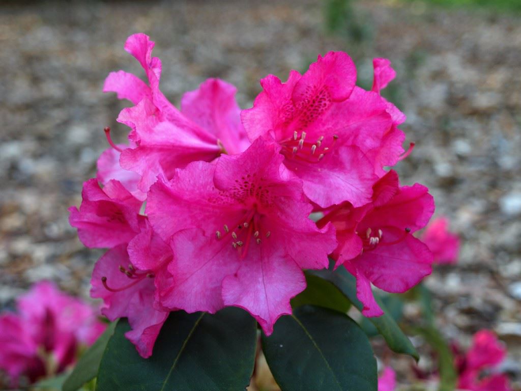 Rhododendron (Williamsianum Group) 'Vater Böhlje'