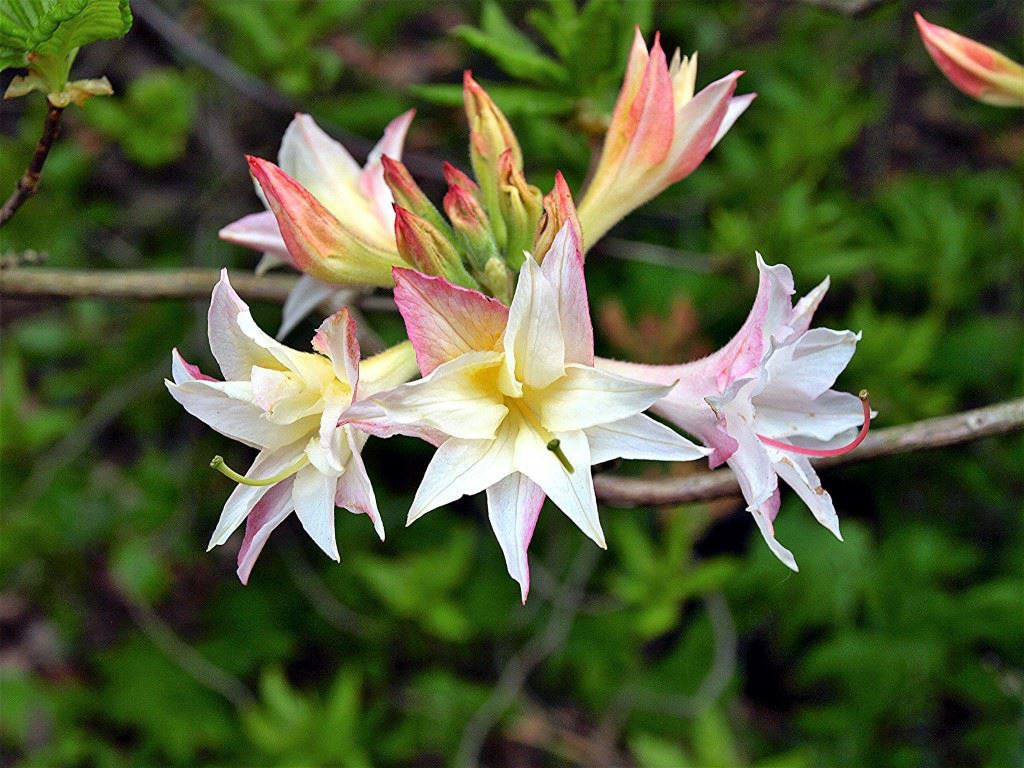 Rhododendron (Rustica Azalea Group) 'Velasques' - Azalea