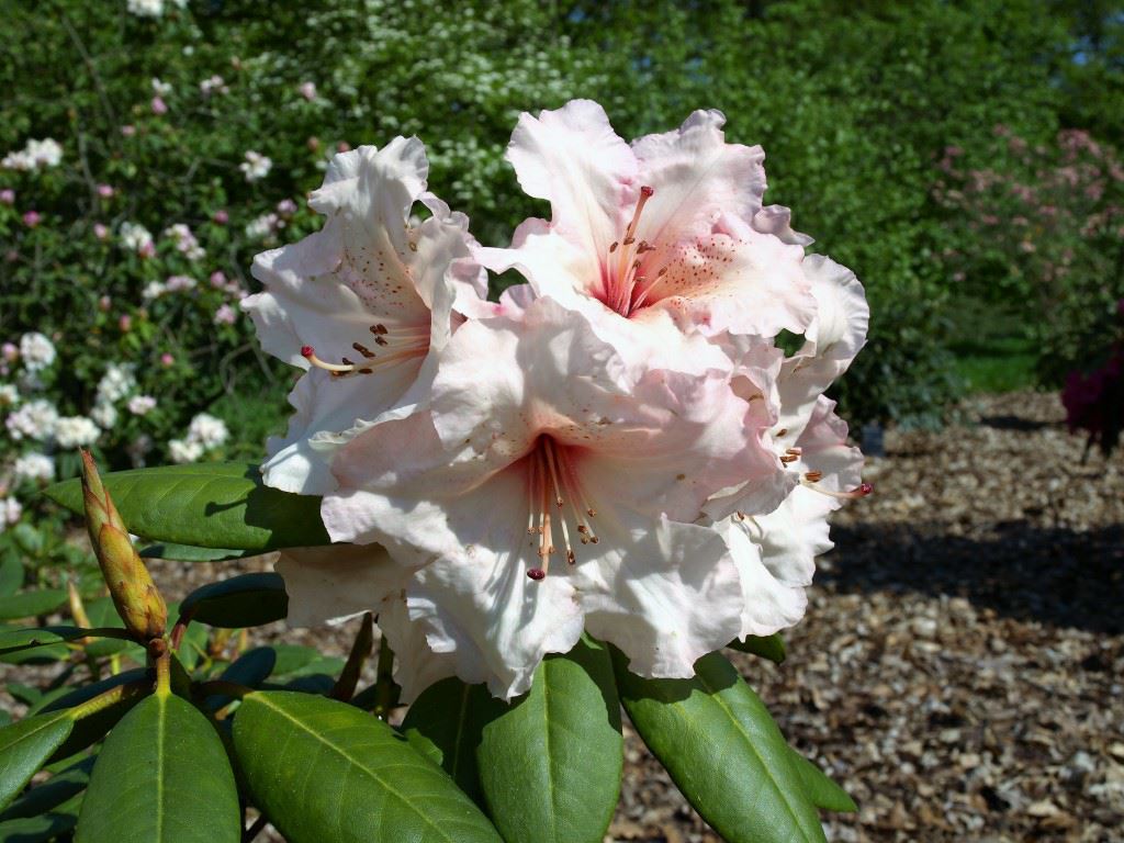 Rhododendron (Wardii Group) 'Virginia Richards'