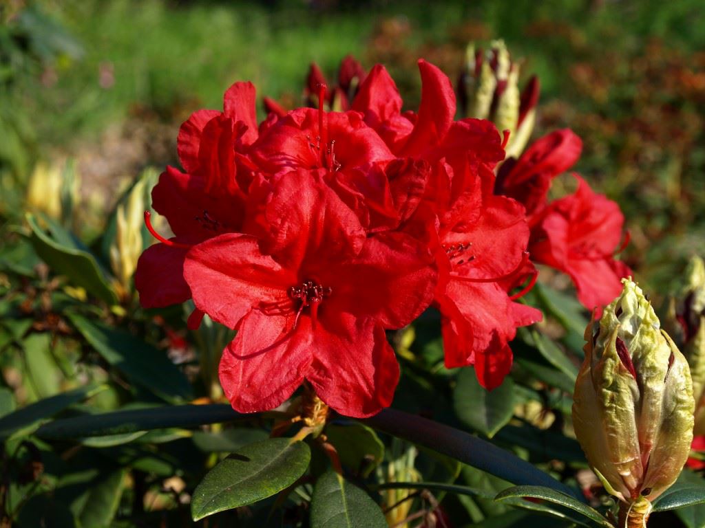 Rhododendron (Ghent Azalea Group) 'Vulcan' - Azalea