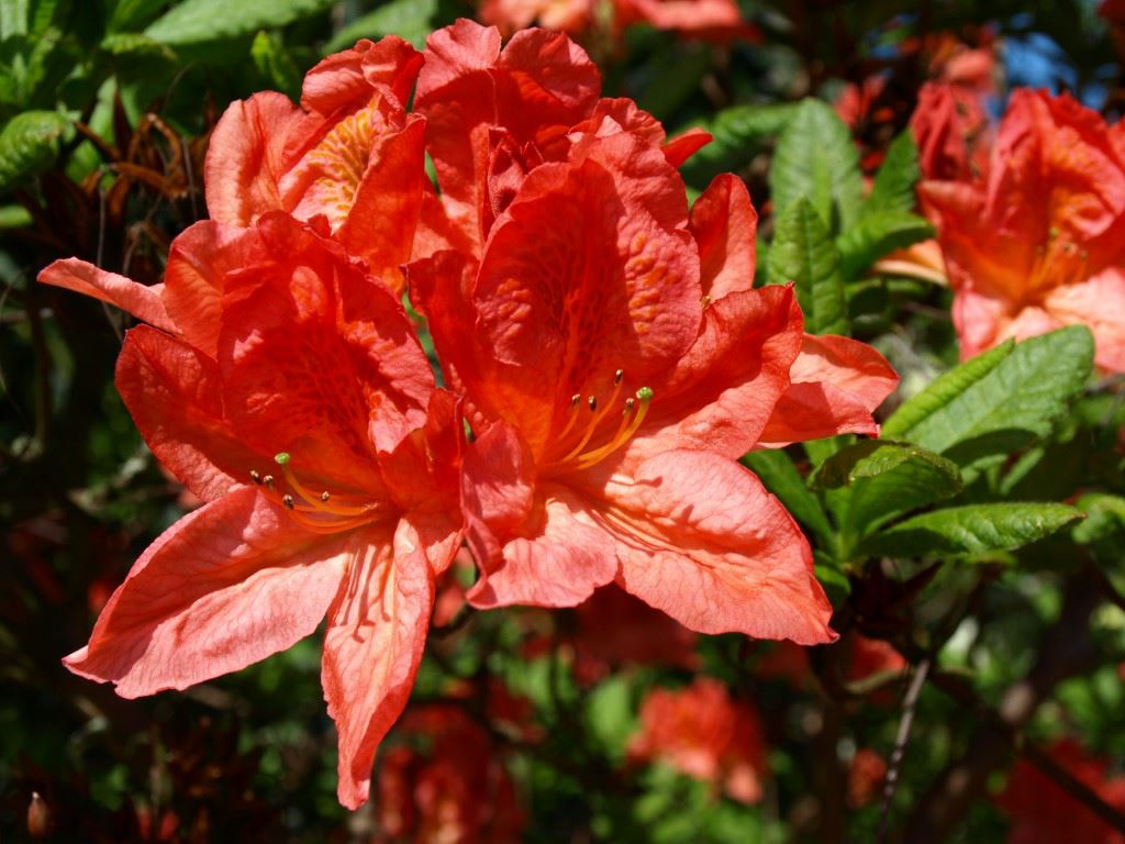 Rhododendron (Mollis Azalea Group) 'W.F. Raiffeisen' - Azalea