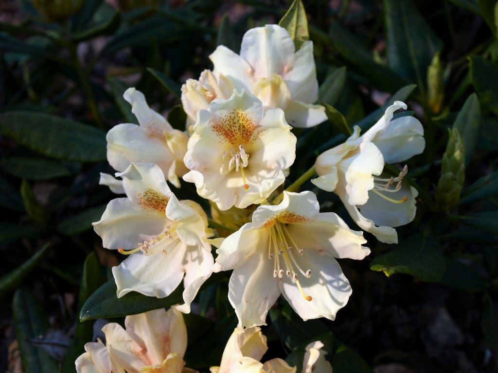Rhododendron 'Wilfried Martens'