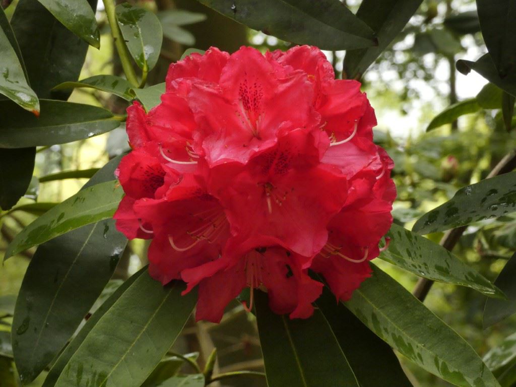 Rhododendron (Arboreum Group) 'Wilgen's Ruby'