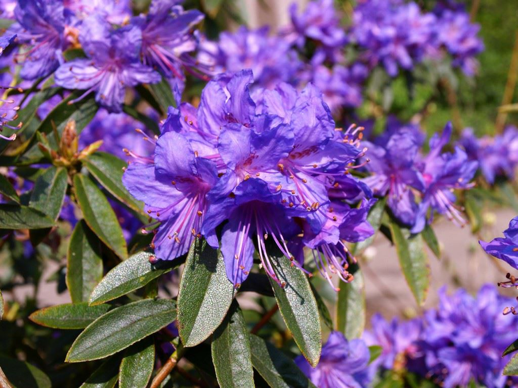 Rhododendron 'Russautinii Group'