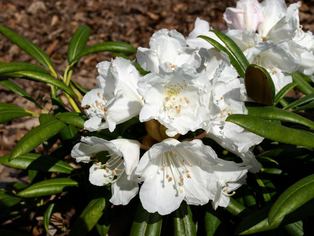 Rhododendron yakushimanum 'Yaku King'
