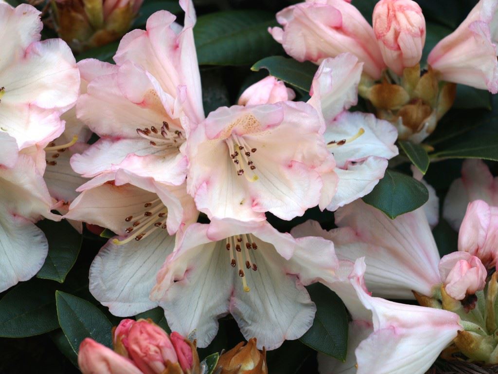Rhododendron 'Dusty Miller' - Rhododendron