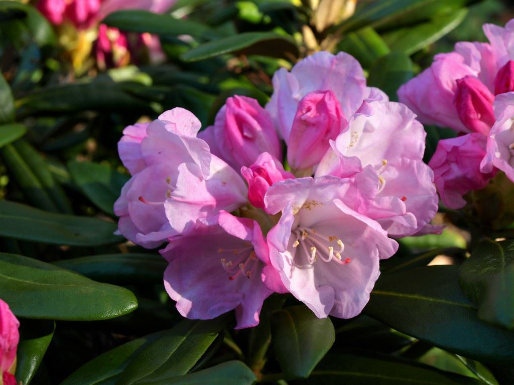 Rhododendron (Yakushimanum Group) 'Mist Maiden' - Rhododendron