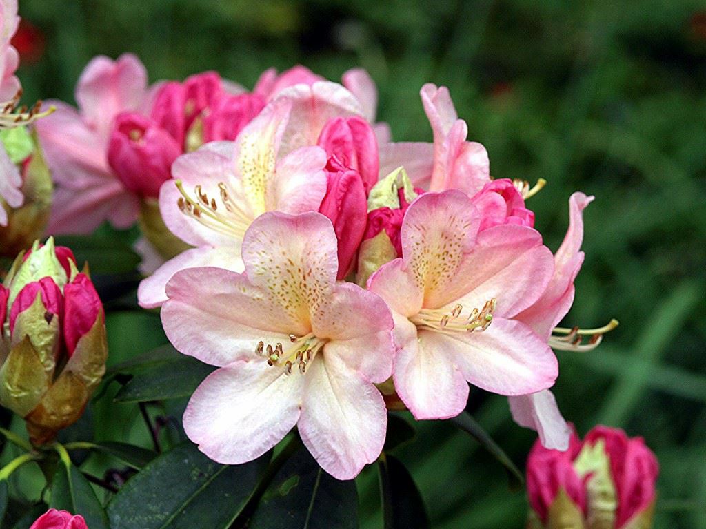 Rhododendron 'Percy Wiseman' - Rhododendron