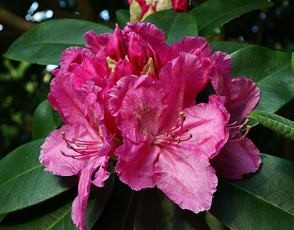 Rhododendron (Griffithianum Group) 'Antoon van Welie' - Rhododendron
