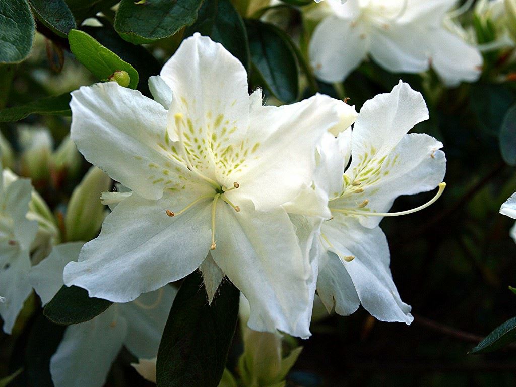 Rhododendron (Japanese Azalea Group) 'Adonis' - Japanse azalea