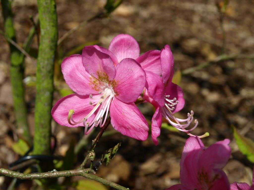 Rhododendron albrechtii - Azalea