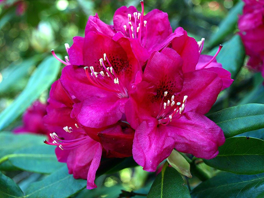 Rhododendron (Catawbiense Group) 'America'
