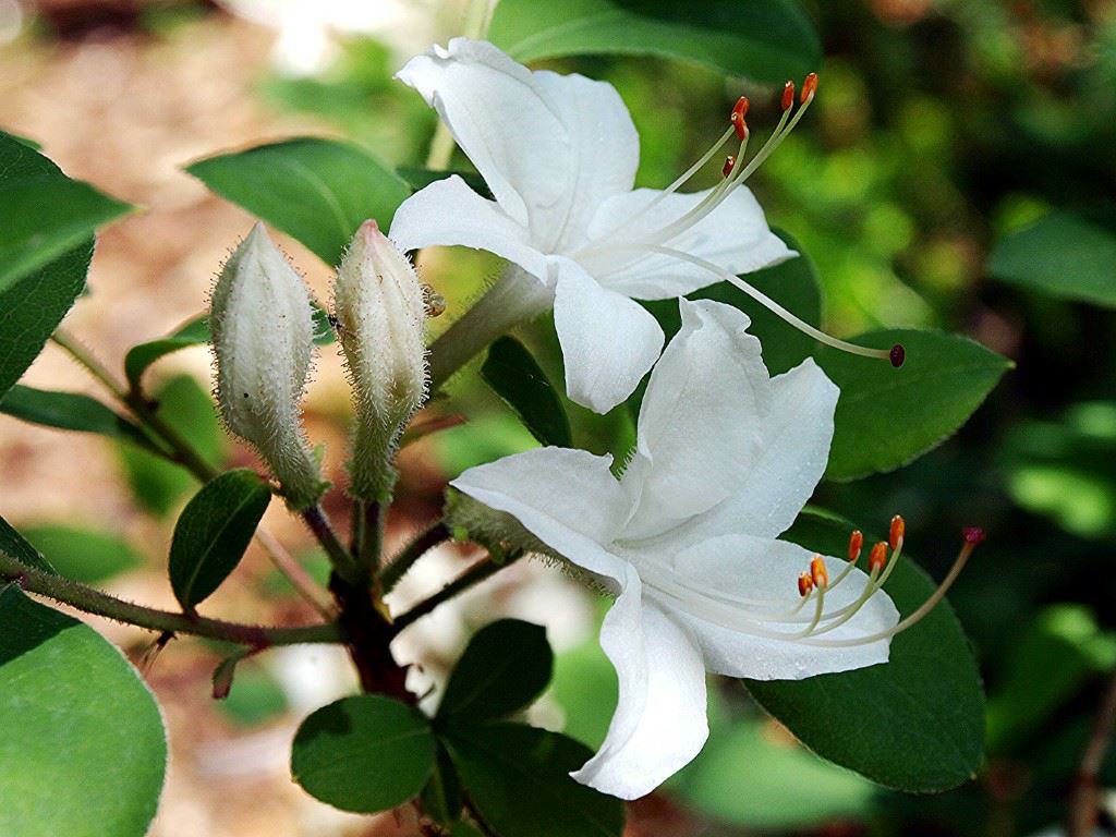Rhododendron atlanticum - Dwergazalea